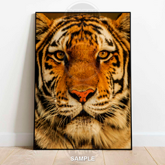 Tiger Head Portrait