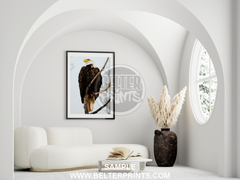 Bald Eagle Portrait