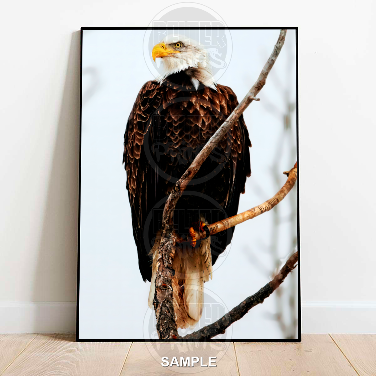 Bald Eagle Portrait