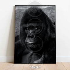 Gorilla Portrait