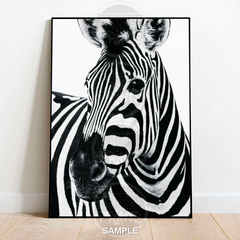 Zebra Portrait